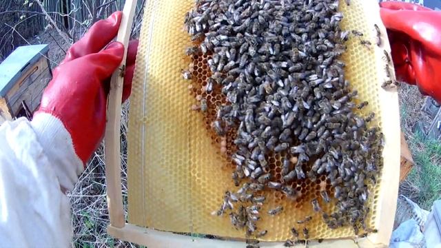 Пчёлы на даче. Пересадка пчёл из пчелопакета в гнездо улья 28 04 2020 г смотреть онлайн