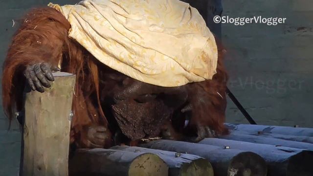 Orangutan Loves To Eat Some Winter Ice смотреть онлайн