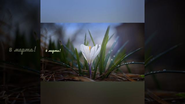 С Международным женским днём 8 марта! / Happy International Women's Day on March 8! смотреть онлайн