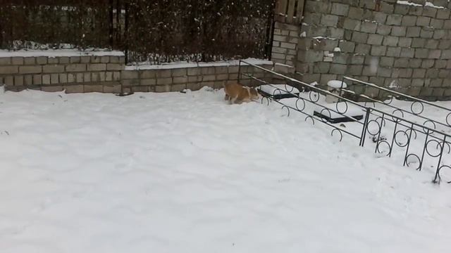 ЩЕНКИ АЛАБАИ смотреть онлайн