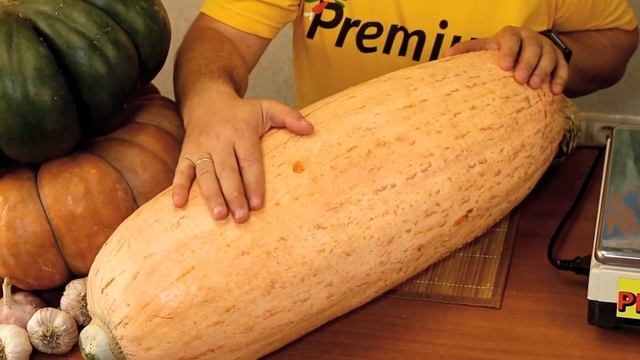Тыква крупноплодная Румяная папайя. Вас на даче удивляя, наливается папайя! смотреть онлайн