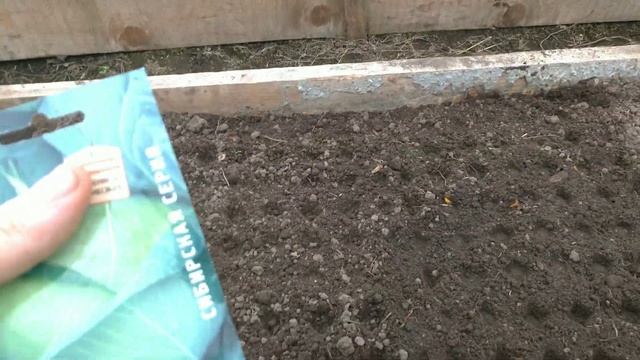 Сею капусту на рассаду в теплице смотреть онлайн