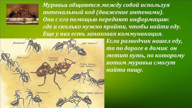 Слайд фильм муравьи санитары леса смотреть онлайн