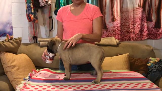 LonelyCreek Bullmastiff Ch Deion x Cally. Honey. Eight wks old Friday. смотреть онлайн