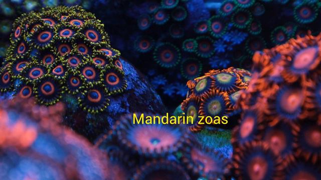 Reef Tank 400. Vlog#41. Рыбы и кораллы, которые останутся. смотреть онлайн