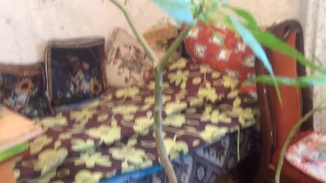 Как зимуют мои бругмансии...Кошки и окна ?