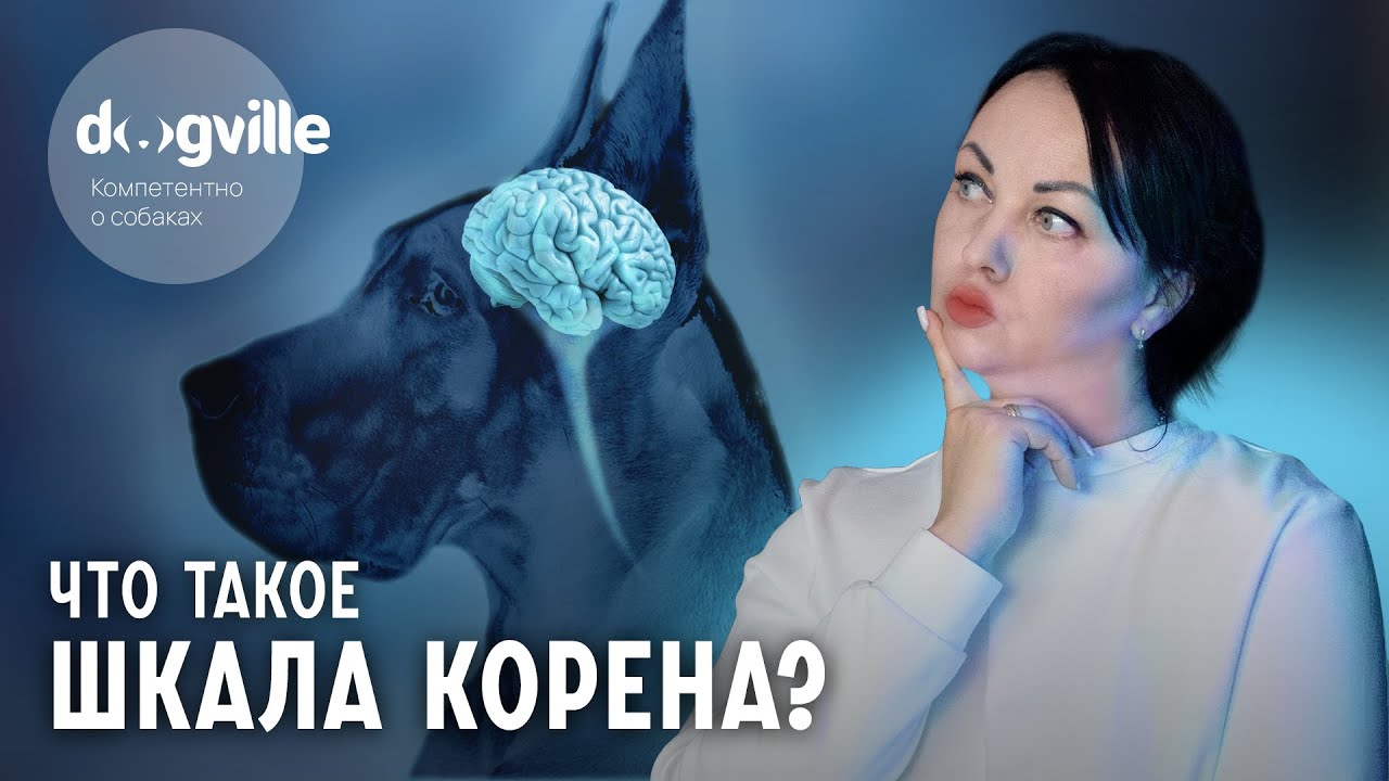 Что такое Шкала Корена? - Интеллект собаки смотреть онлайн