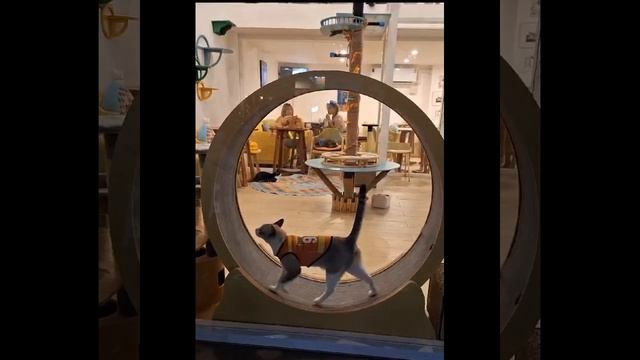 Котэ ! Крутится как белка в колесе! смотреть онлайн