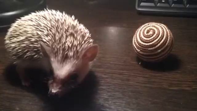 Little hedgehog | Африканский Карликовый Еж | Милый Ежик смотреть онлайн