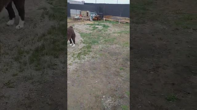 Целый казан для Малыша! Для друга ничего не жалко🤜🤛 смотреть онлайн
