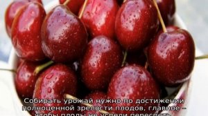 Черешня Василиса