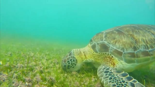 4K - Sea Animals For Relaxation, Beautiful Coral Reef Fish In The Ocean