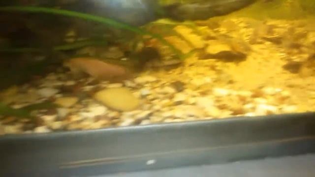 Аквариум 280л для зимовки мальков ситцевого шубункина смотреть онлайн