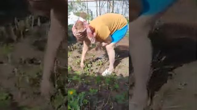 У картошки появились глаза!  Репортаж от Ракиты Бориса, прямое подключение.