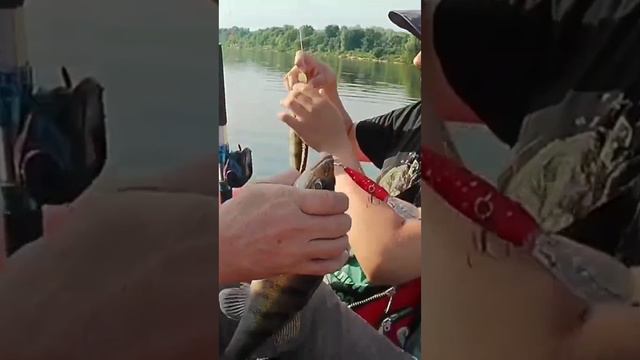 Сам судака ловит!!! смотреть онлайн