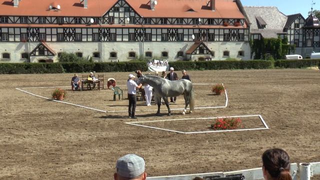 ogier śląski Sekret S(Evento-Samba-Bajarz)hod i wł. Ścisłowicz Jan смотреть онлайн