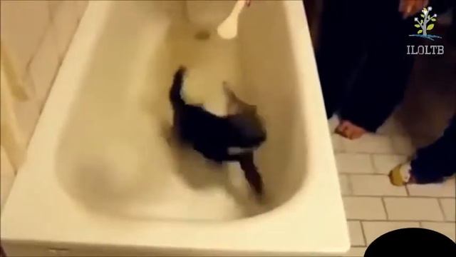 Кошки видео +приколы смотреть онлайн