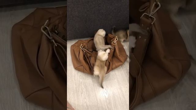 Котики и сумка. Кошки чувствуют добро, все потому что каждая сумка сделана с любовью) смотреть онлайн
