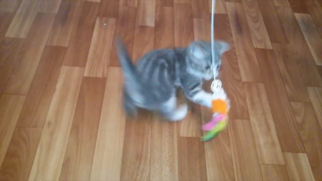 Барс играет !!! II часть. Котенок. / / Bars plays !!! Part II. Kitten. смотреть онлайн
