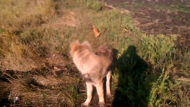 Кавказская Овчарка "Гром" и Кот "Рыжик" смотреть онлайн