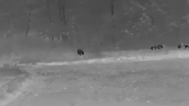 Night Pearl Seer 50 Plus thermal fox hunting small Wild Boar 12 смотреть онлайн