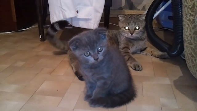 Кошка Соня воспитывает котят. смотреть онлайн