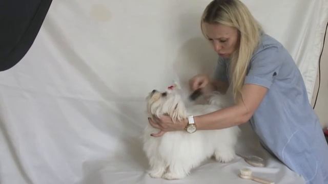 Фотографирование Мальтезе (Maltese) Мальтийская болонка. смотреть онлайн