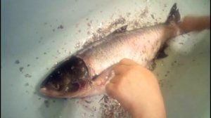 Лайфхак Как почистить толстолобика в домашних условиях