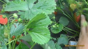 Клубника Сорт "Дивная"