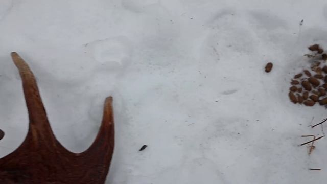 поиск рогов 2023год.(2)