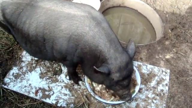 Кормление кабанихи Евы вкусняшками. смотреть онлайн