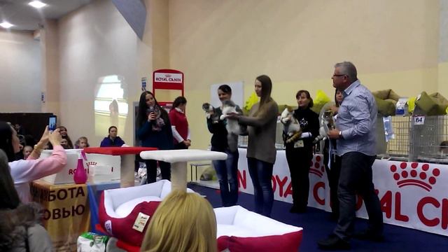 Выставка кошек 15.02.2015