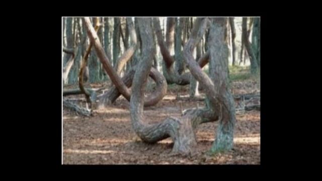 СМЕШАННЫЙ ЛЕС смотреть онлайн