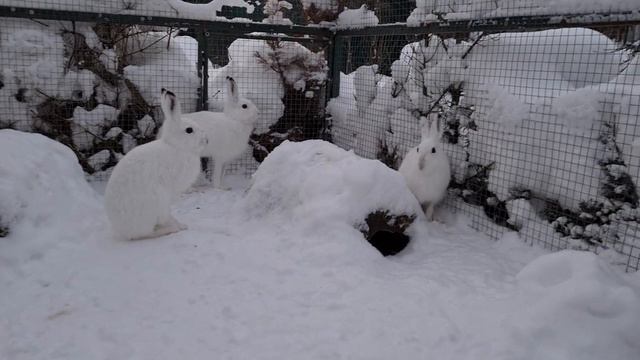 Кнопа, Фрося и Добрыня. Допустим, что всё уже пережито. смотреть онлайн