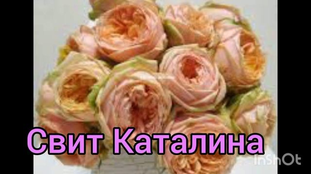 розы из питомника "Древо жизни"-я а приятном шоке ??! Куча подарков????! смотреть онлайн