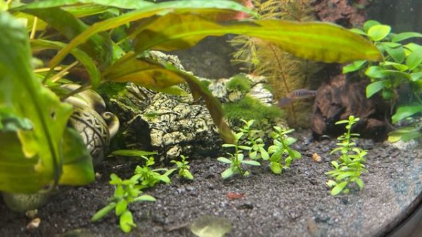 Микрорасбора эритромикрон (Danio erythromicron), Микрорасбора галактика (Danio margaritatus)