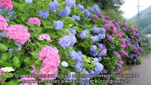 Гортензия кустовая многолетняя: посадка и уход смотреть онлайн