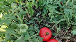 Томат Монгольский карлик