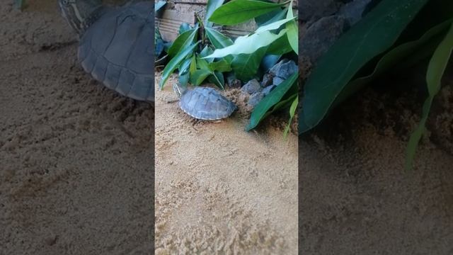 Turtle Fun#Short#