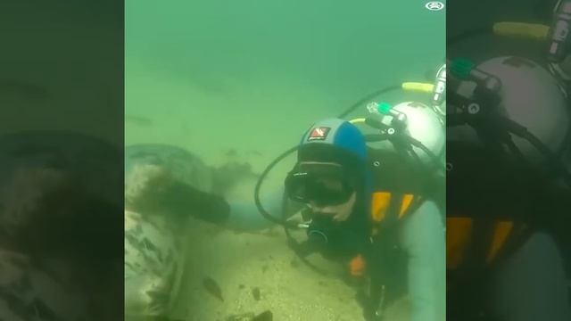 Котики, они и в воде котики смотреть онлайн