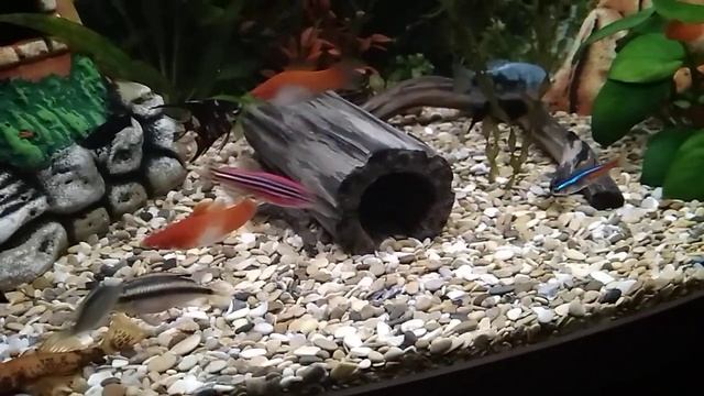 Кормим аквариумных рыбок с детьми. смотреть онлайн