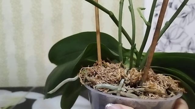 Лежащая Лиодоро! смотреть онлайн