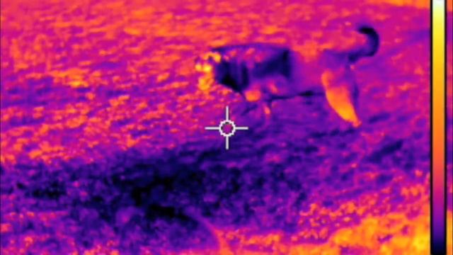 Backyard fun with a FLIR Camera смотреть онлайн