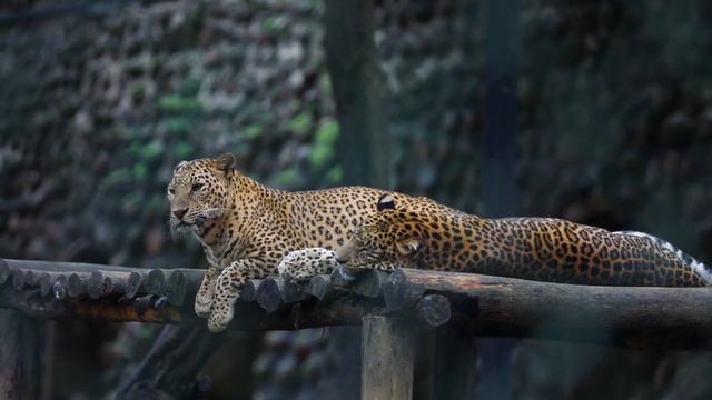 how do the animals of the world sound? cheetah, giraffe, peacock, flamingo, setonix brachyurus смотреть онлайн