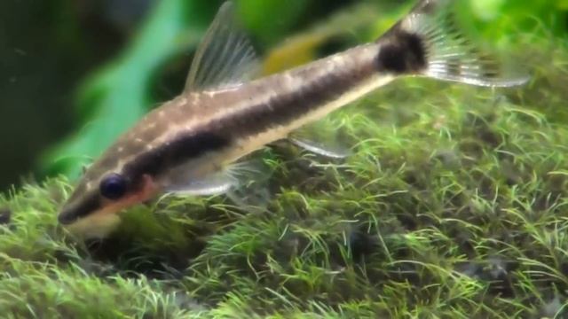 Oto catfish, dwarf suckermouth (Otocinclus Affinis), Close Up. HD смотреть онлайн