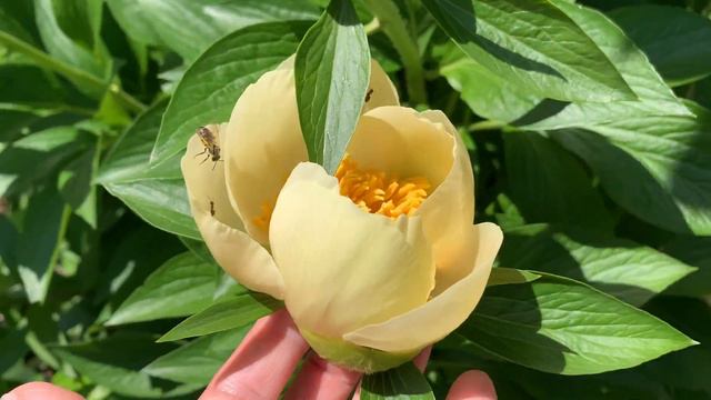 Paeonia Siegrunde (2004_30) Miely 2004 - канал ЮТУБ : ПІВОНІЇ - ВСЕ ПРО НИХ смотреть онлайн