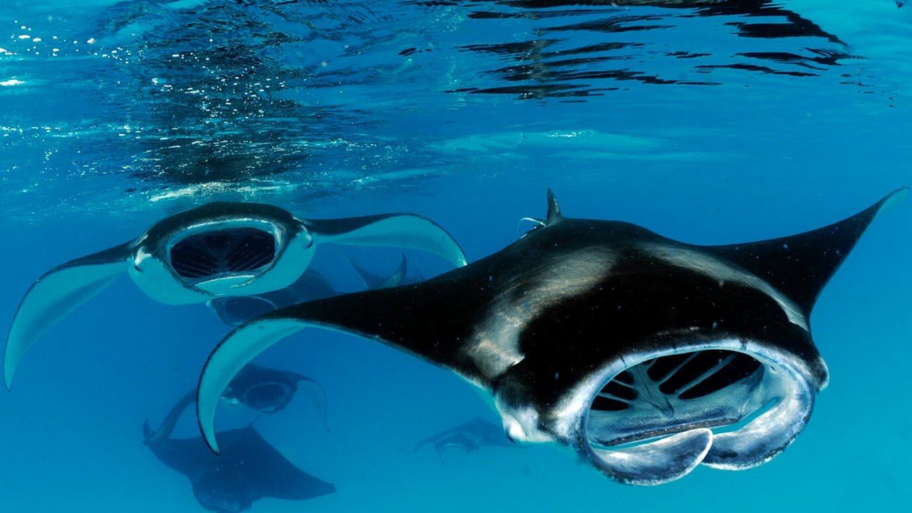 САМЫЙ БОЛЬШОЙ СКАТ В МИРЕ смотреть онлайн