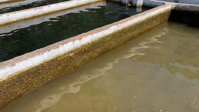 Супер рыбалка!Рыбалка на форель.Форелевая ферма и ресторан .Экскурсия рыбалка на форель в Турции смотреть онлайн