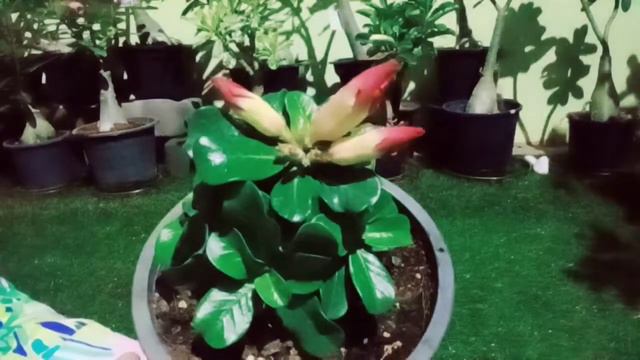Adenium: Mini Taiwan Ori смотреть онлайн