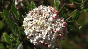 Ой, цветёт калина (минус)